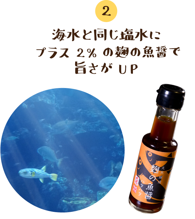 海水と同じ塩水にプラス2%の麹の魚醤で旨さがUP